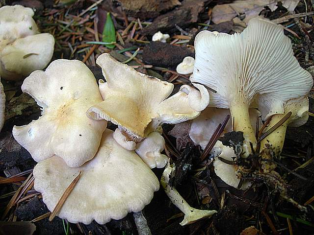 Funghi trasformisti , necrofili e sterili